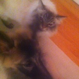 Meet your Posher, Daniel